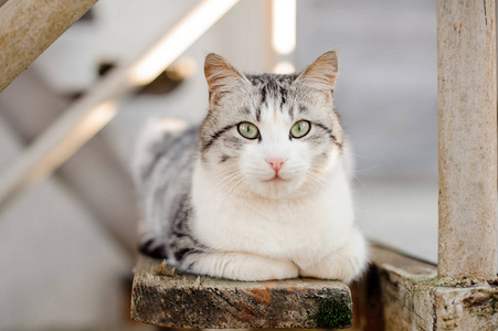 可爱的灰色和白色的猫与浅绿色的眼睛躺在木板上