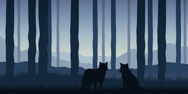 两只狼在森林蓝色野生动物自然景观