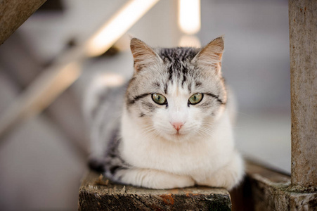 可爱的灰色和白色的猫与浅绿色的眼睛躺在木板上, 向下看