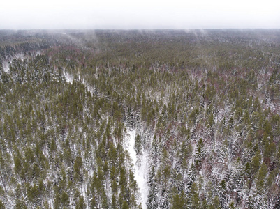 爱沙尼亚冬季森林鸟瞰图
