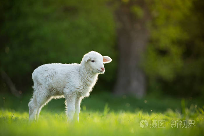 可爱的小绵羊新鲜的绿色草地上