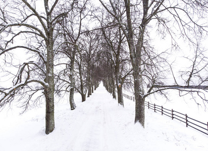 爱沙尼亚维呼拉冬季树木小巷