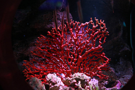 水族馆水箱里的珊瑚