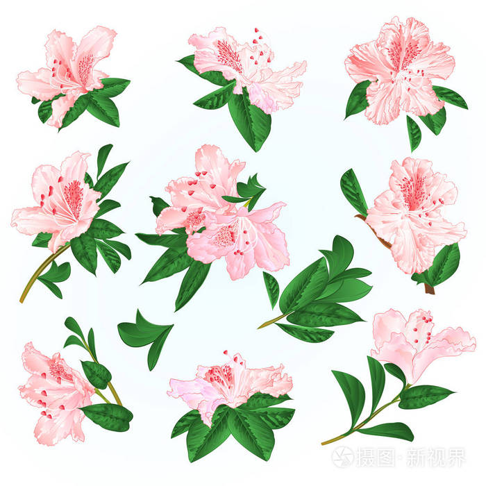 插画 浅粉红色的花,杜鹃花和树叶山灌木上的蓝色背景,复古矢量插图,可