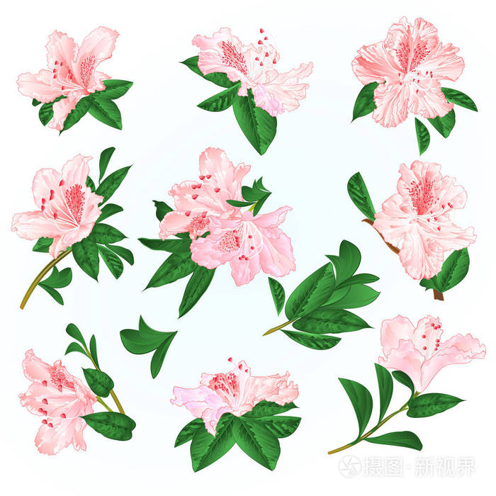 浅粉红色的花,杜鹃花和树叶山灌木上的蓝色背景,复古矢量插图,可编辑