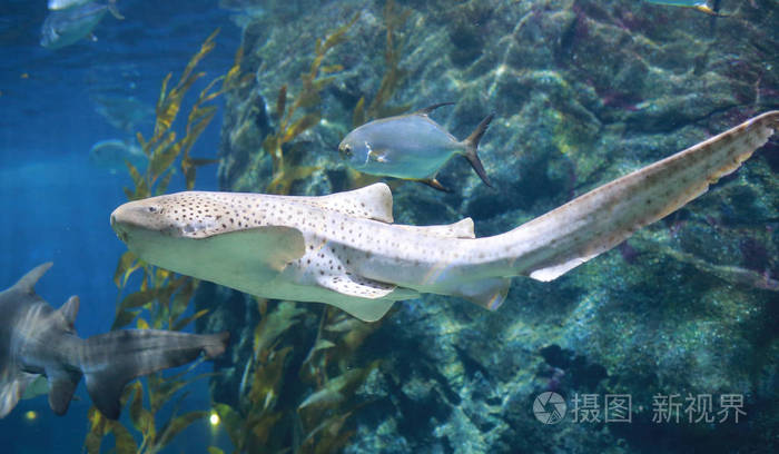 豹鲨(斑马鲨)在碧水中游泳.