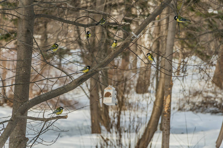 一群黄色的山雀鸟在冬天公园里的四喂食室里吃东西。