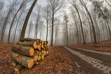 早春穿过落叶林的道路。 一堆木头躺在地上。 春天的季节。