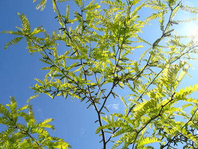 绿色的树枝再次成为蓝天的背景