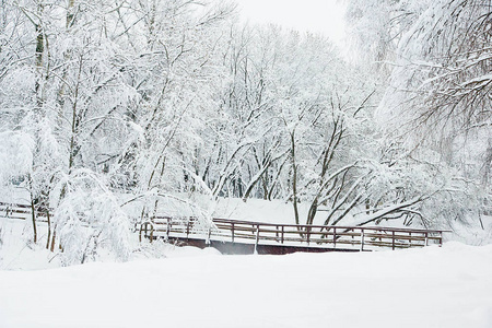 冬天白天雪下的树和桥
