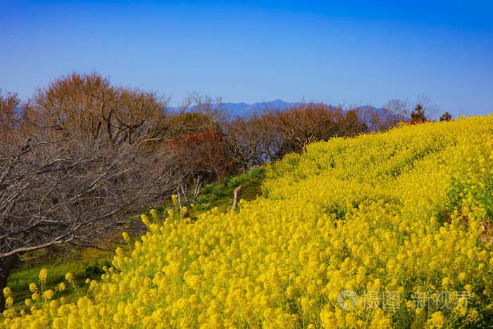 神奈川县舒南azumayama公园的canola花园