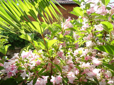 粉红树花背景特写.