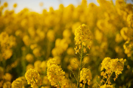 神奈川县舒南 azumayama 公园的 canola 花园