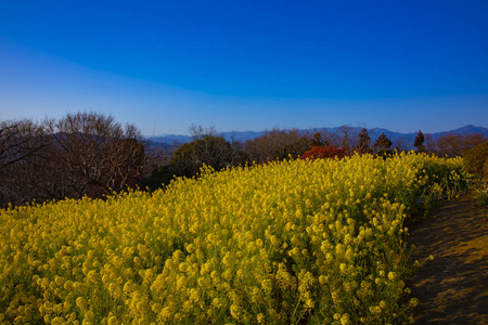 神奈川县舒南 azumayama 公园的 canola 花园