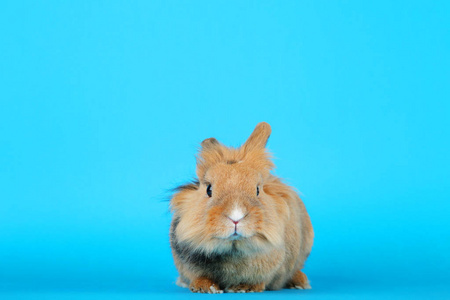 蓝色背景上棕色漂亮的兔子