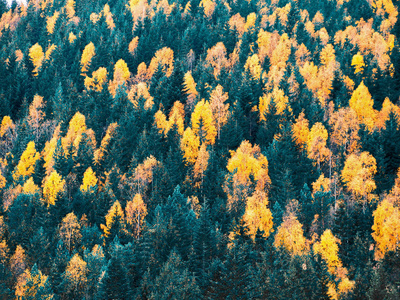 秋天的森林，山上有松树