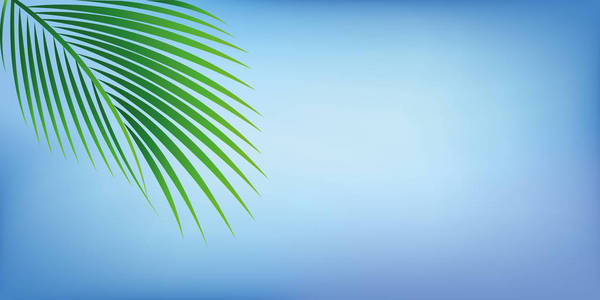绿色棕榈叶在蓝天背景为暑假设计