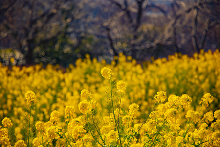 神奈川县舒南 azumayama 公园的 canola 花园