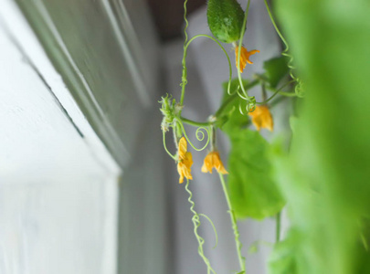 温室里的黄黄瓜花。