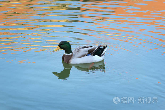 野鸭成年雄性野鸭在有倒影的河水或湖水中游泳