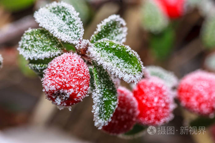 冬天霍莉贝里白色的结霜和雪的枝红色冬青浆果