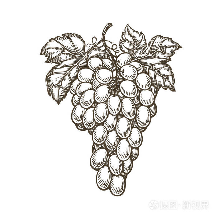 手绘的一串葡萄. 水果葡萄园葡萄酒素描. 复古矢量