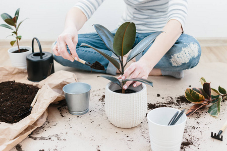 s hands transplanting plant a into a new pot. Home gardening rel