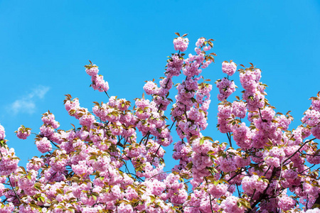 春天的花朵与蓝天和粉红色的花朵
