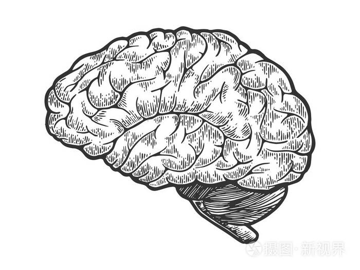 插画 人脑示意图复古素描雕刻向量插图.划痕板式模仿.黑白手绘图像.