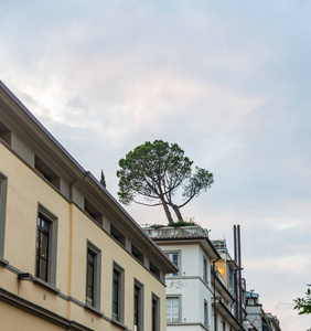 意大利佛罗伦萨外面一栋楼的屋顶上长着一棵孤独的树