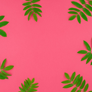 创意平面布局顶部视图模式与新鲜绿色罗旺树叶在明亮的粉红色方形背景与复制空间在最小的二通流行艺术风格框架模板文本。