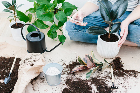 s hands transplanting ficus plant a into a new pot. Home gardeni