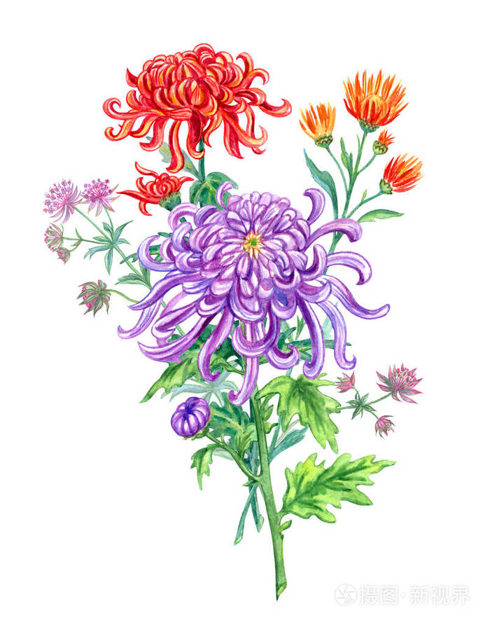 花束菊花和阿斯特水彩画在白色背景上隔离.