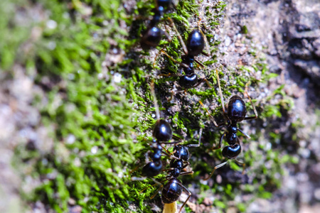 蚁穴内的大蚂蚁，蚁群内的蚁工们把蚁穴封闭起来