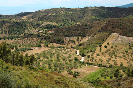 卡桑德拉半岛NeaSkioni村附近的橄榄种植园，希腊白垩纪