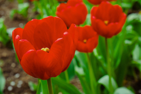 公园里的一群红色郁金香。 春暖花开的景观背景。