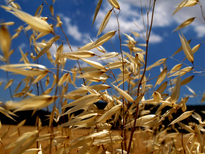 田野里成熟的野生燕麦