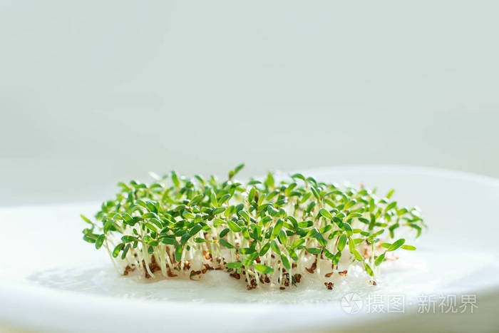 芽种子生菜.绿色
