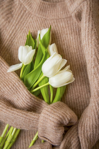 春天的郁金香花束，女式毛衣，白色郁金香在羊毛舒适的毛衣上的最高视野。