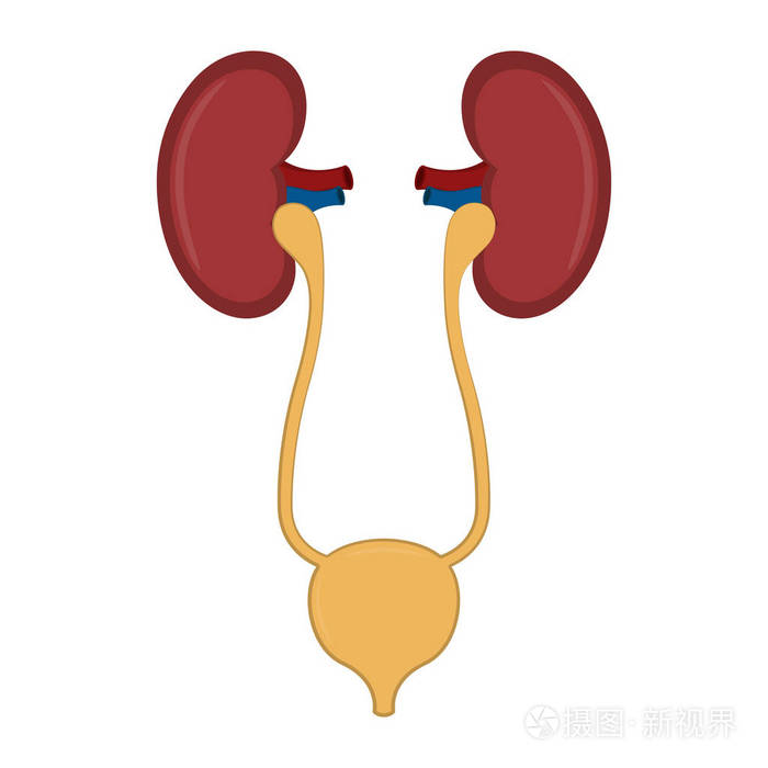 孤立的人类泌尿系统