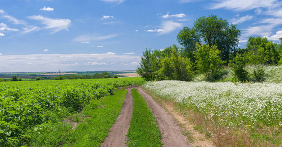 乌克兰夏季景观与乡村道路