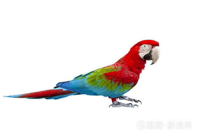 猩红的赤爪鸟全身站立白色背景孤立