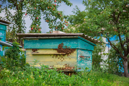 一群蜜蜂在农场花园里的一个古老的木制蜂巢上。蜂房，蜂群，避风，在阳光下好好停留..