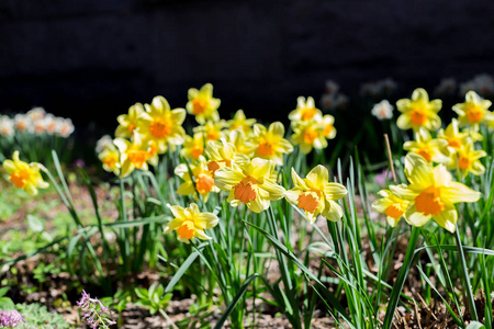 黄色的新鲜和白色的春天生长着盛开的水仙花的背景. 花园中的水仙花, 阳光明媚的春天天气