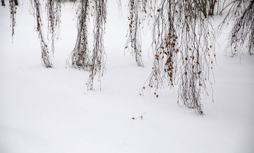 冬天的白桦树的枝干到达雪