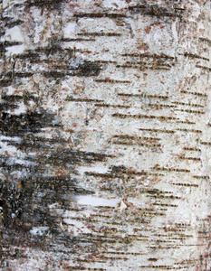 树皮的一棵树，抽象的背景