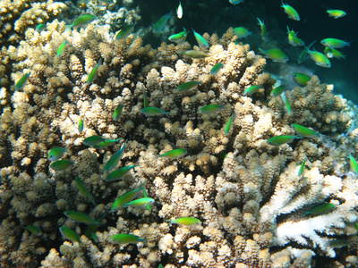 蓝绿 chromises 和珊瑚礁