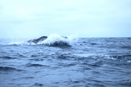 驼背鲸