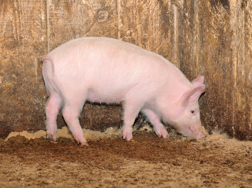 猪价止跌小幅回升！今日全国各地肉猪、猪苗牛羊鸡鸭鹅、蛋、禽苗和豆粕玉米等参考报价与行情资讯 （2025年12月23日）