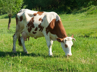 棕色和白色奶牛